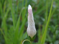 Linum suffruticosum