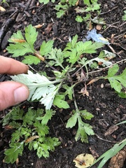 Artemisia vulgaris
