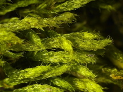 Cirriphyllum crassinervium