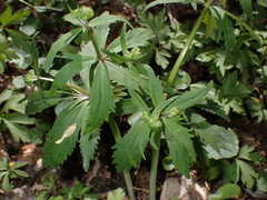 Ranunculus cassubicus