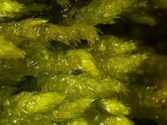 Cirriphyllum crassinervium
