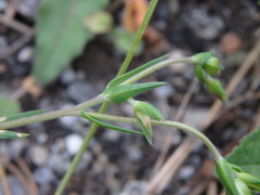 Linum suffruticosum