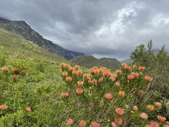 Leucospermum × hybridum
