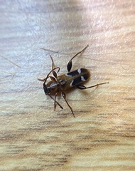 Phymatodes obliquus
