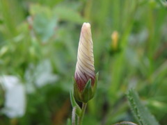 Linum suffruticosum
