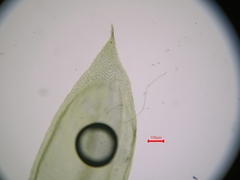 Cirriphyllum crassinervium