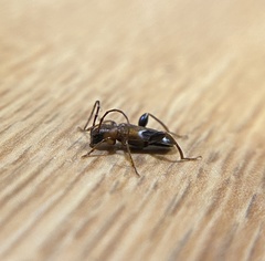 Phymatodes obliquus
