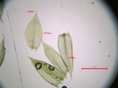 Cirriphyllum crassinervium