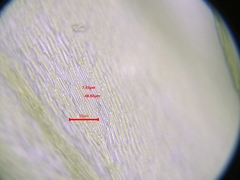 Cirriphyllum crassinervium