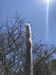 Stephanocereus leucostele