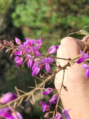 Desmodium subsecundum