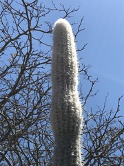 Stephanocereus leucostele