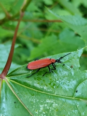 Pyrochroa coccinea