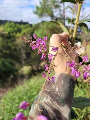 Desmodium subsecundum