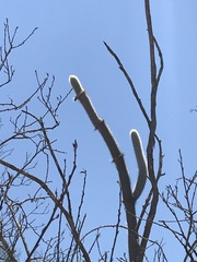 Stephanocereus leucostele