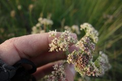 Trinia hispida