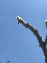 Stephanocereus leucostele