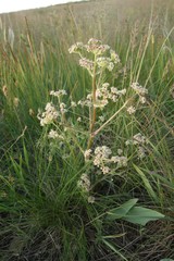 Trinia hispida