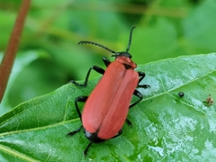 Pyrochroa coccinea