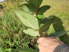 Desmodium subsecundum