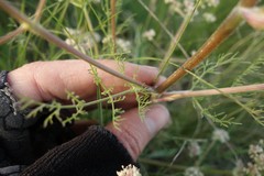 Trinia hispida