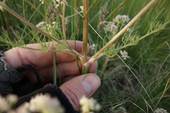Trinia hispida