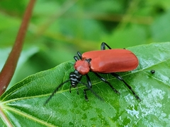 Pyrochroa coccinea