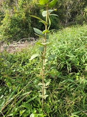 Desmodium subsecundum