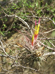 Tillandsia concolor