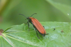Pyrochroa coccinea