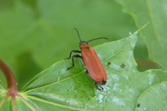 Pyrochroa coccinea