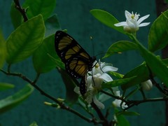 Methona themisto