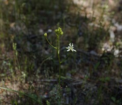 Toxicoscordion micranthum