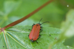 Pyrochroa coccinea