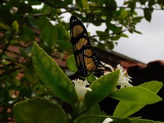 Methona themisto