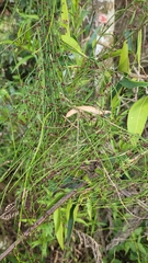 Orthosia