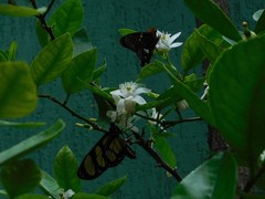 Methona themisto