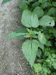 Urtica dioica