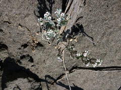 Euphorbia leucophylla