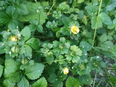 Potentilla indica