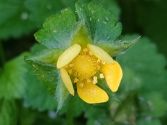 Potentilla indica