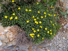 Launaea cervicornis