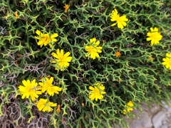 Launaea cervicornis