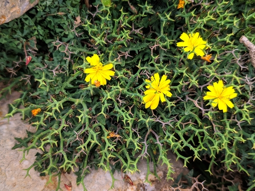 Image of Launaea cervicornis by (c) Denys Vynokurov, some rights reserved (CC BY)