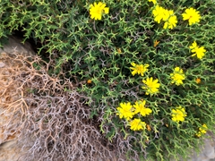 Launaea cervicornis
