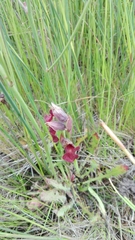 Serapias cordigera