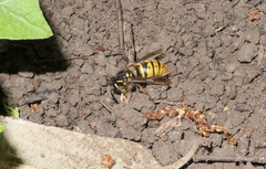 Vespula vulgaris