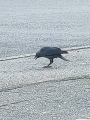 Corvus monedula