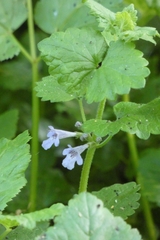Glechoma hederacea