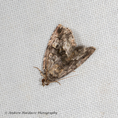 Protodeltote distinguenda